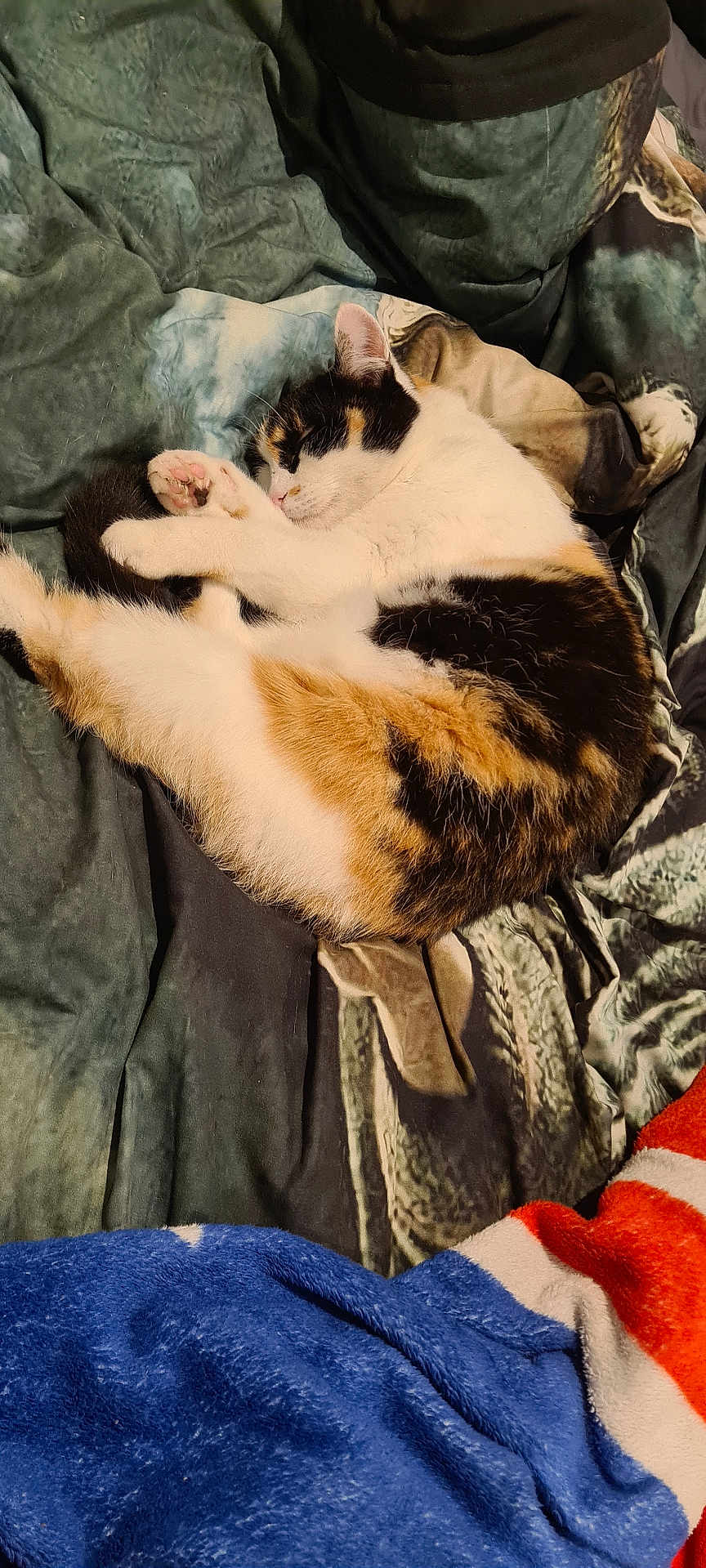 Jypsie participe au concours pour gagner de l'argent avec cette photo : cat, calico, sleeping, curled_up, blanket, soft, cozy, indoor, fur, pet, resting, cute, animal, comfort, paw, colorful, relaxation, warm, napping, domestic