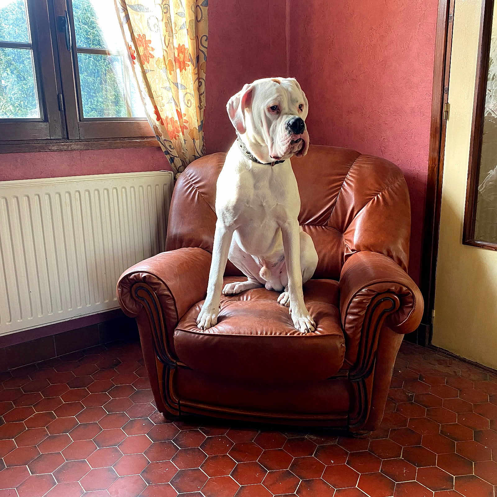 Valko a rejoint le concours — aidez-le/la à gagner de superbes lots ! animal, armchair, canine, chair, chaise, dog, dogbed, furniture, person, pet, sitting