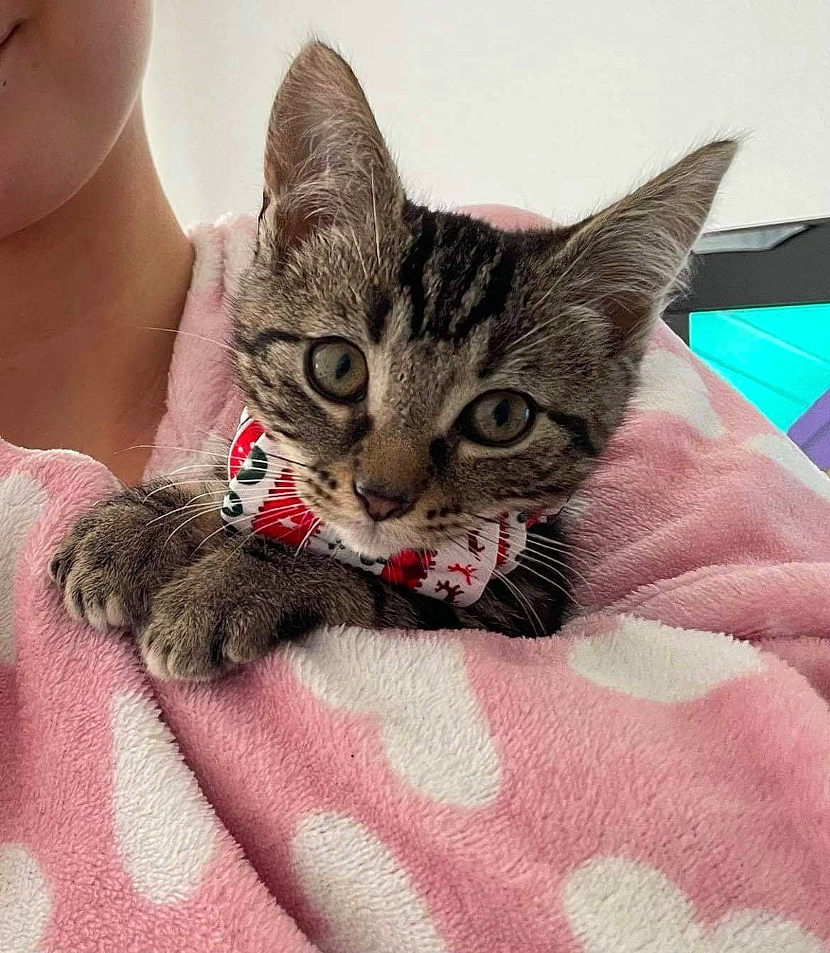 Crokmou participe au concours pour gagner de l'argent avec cette photo : carnivore, cat, claw, comfort, domestic_short_haired_cat, ear, felidae, fur, jewellery, nail, paw, small_to_medium_sized_cats, snout, whiskers