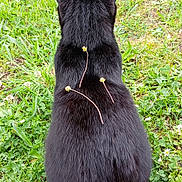 Copia participe au concours pour gagner de l'argent avec cette photo : animal, back_view, black_cat, cat, cute, daylight, ears, flower_stems, flowers, fur, garden, grass, greenery, lawn, nature, outdoor, pet, portrait, sitting, wildflower