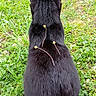 animal, back_view, black_cat, cat, cute, daylight, ears, flower_stems, flowers, fur, garden, grass, greenery, lawn, nature, outdoor, pet, portrait, sitting, wildflower