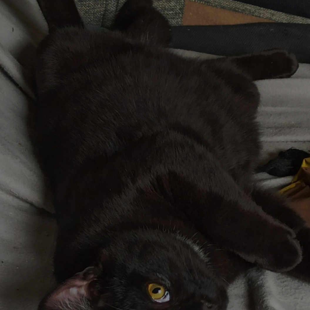 Copia participe au concours pour gagner de l'argent avec cette photo : animal, black_cat, blanket, cat, close_up, couch, cozy, dark_fur, feline, furniture, golden_eyes, indoor, lying_down, pet, playful, portrait, relaxed, sleepy, upside_down, whiskers