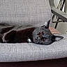 Copia participe au concours pour gagner de l'argent avec cette photo : animal, armchair, black_cat, cat, chair, cozy, ears, floor, furniture, gray_fabric, home, indoor, nap, pet, plush_toy, portrait, relaxed, sleeping, tail, whiskers