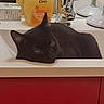 Copia a rejoint le concours — aidez-le/la à gagner de superbes lots ! animal, bathroom, black_cat, cabinet, cat, countertop, domestic, faucet, feline, indoor, lounging, mirror, pet, portrait, red_cabinet, relaxed, sink, soap, soap_dispenser, washbasin