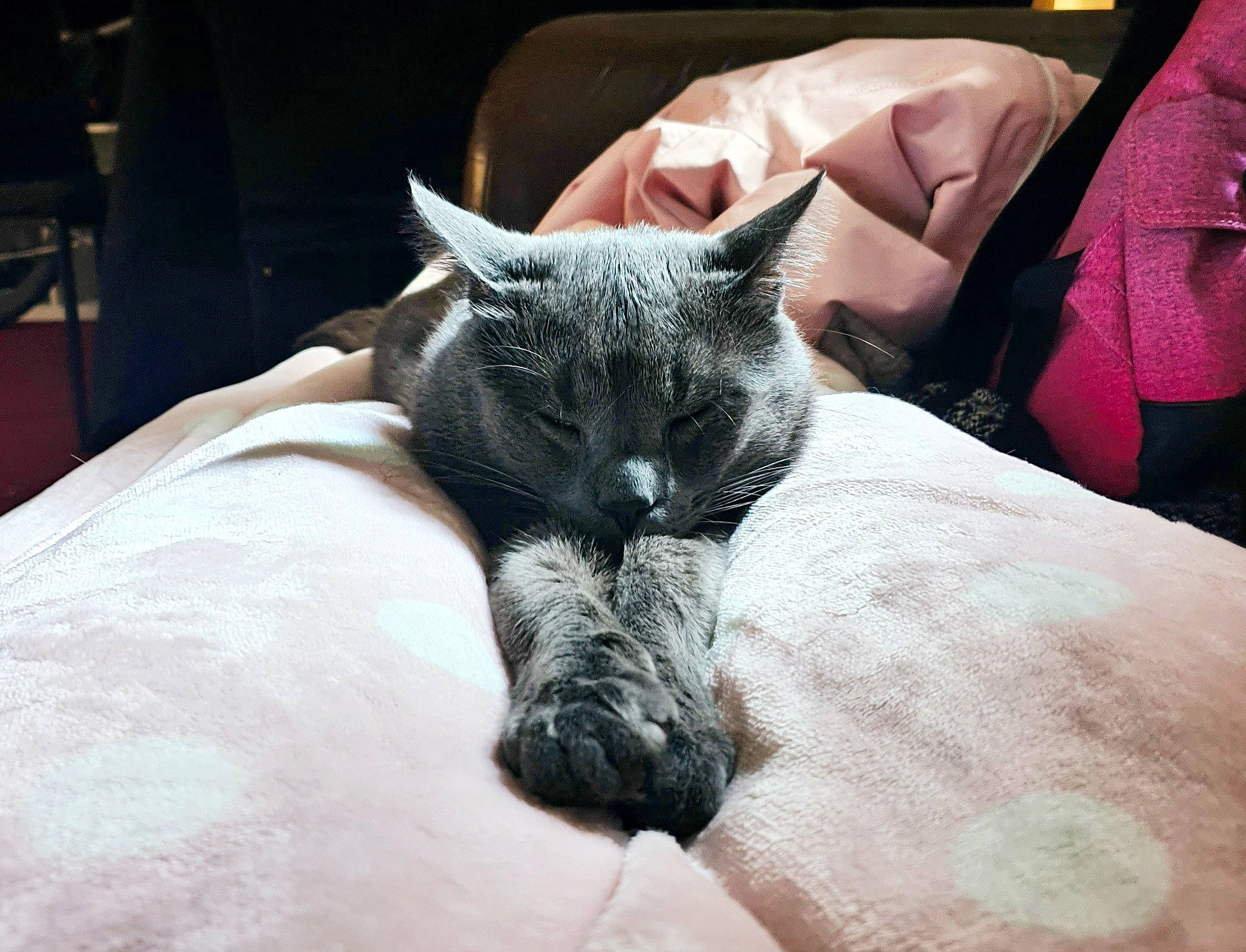 Charlie is registered to the contest to win money with this photo: black_cat, bombay, canidae, carnivore, cat, claw, comfort, dog_breed, domestic_short_haired_cat, eye, felidae, fur, grey, linens, paw, small_to_medium_sized_cats, snout, tail, terrestrial_animal, whiskers