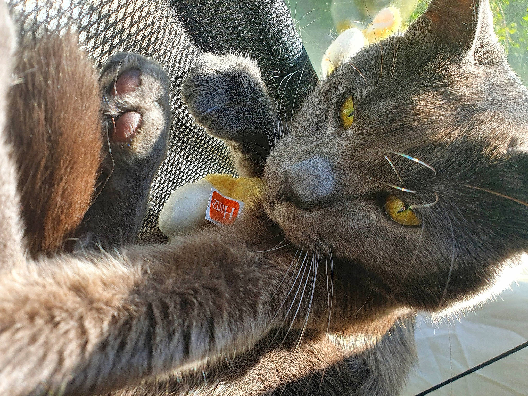 Charlie joined the competition — help win amazing prizes! carnivore, cat, close_up, domestic_short_haired_cat, felidae, fur, gesture, grass, grey, mammal, organism, paw, plant, primate, small_to_medium_sized_cats, snout, terrestrial_animal, vertebrate, whiskers, wildlife