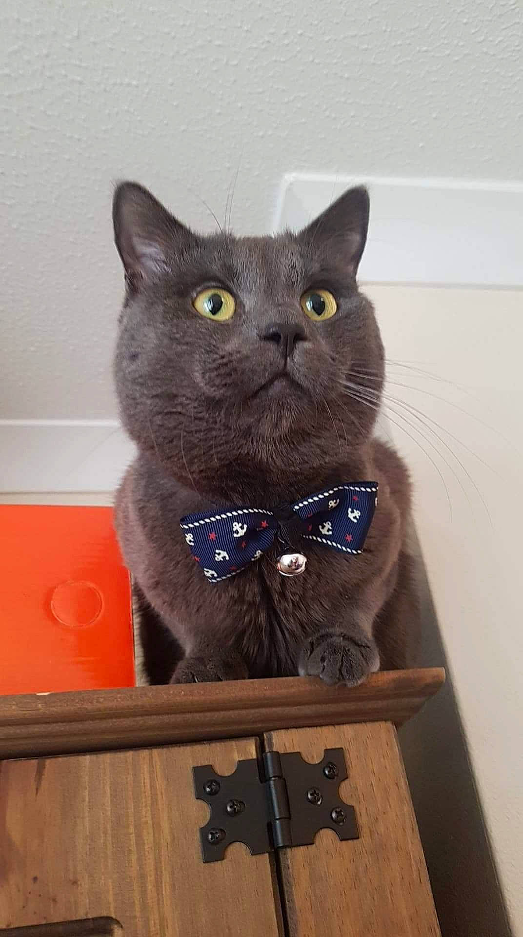 Charlie joined the competition — help win amazing prizes! black_cat, carnivore, cat, domestic_short_haired_cat, electric_blue, felidae, fur, grey, pet_supply, small_to_medium_sized_cats, snout, terrestrial_animal, whiskers, wood