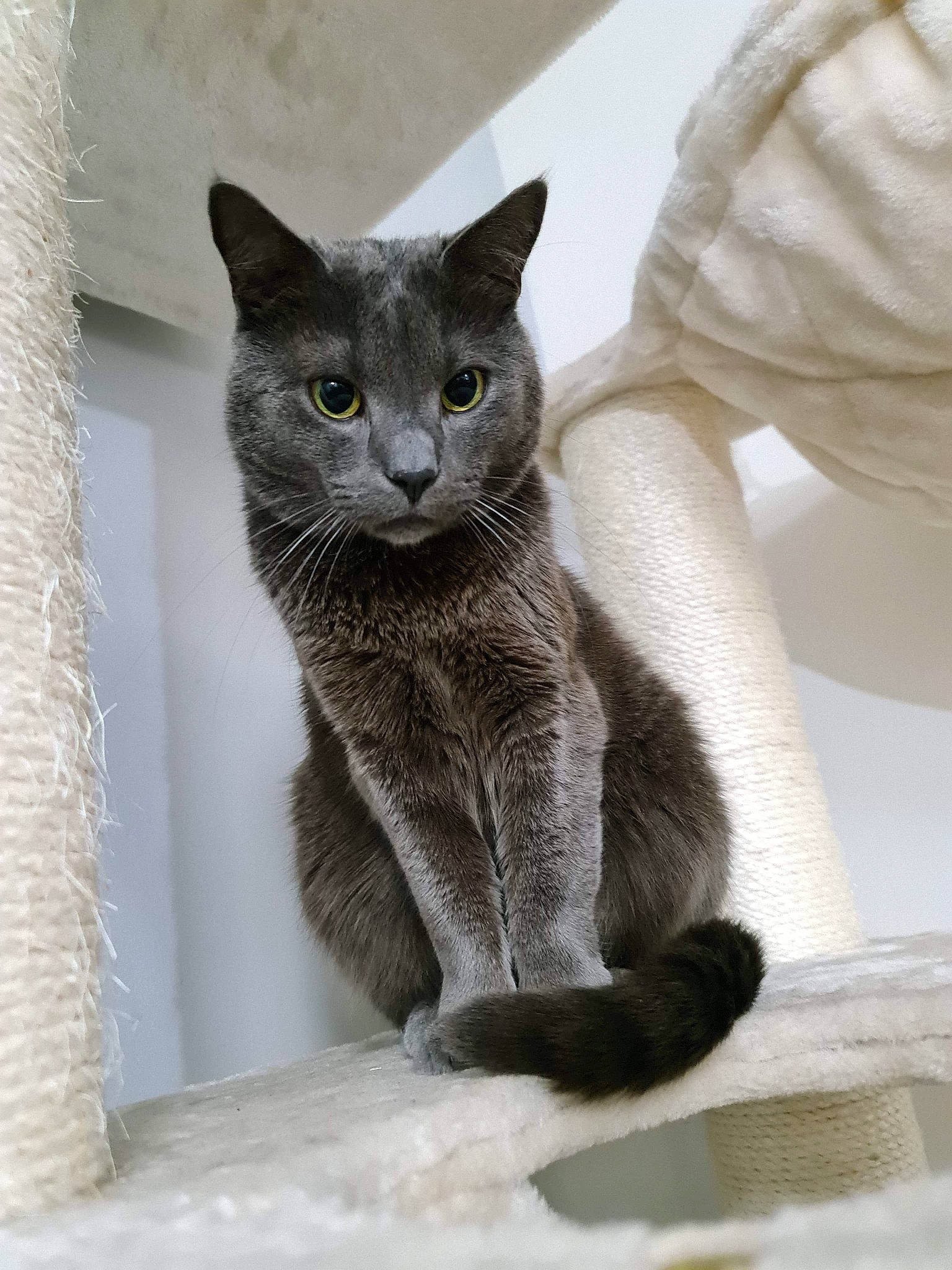 Charlie joined the competition — help win amazing prizes! art, carnivore, cat, cat_supply, comfort, domestic_short_haired_cat, felidae, fur, grey, russian_blue, small_to_medium_sized_cats, snout, tail, terrestrial_animal, whiskers, window