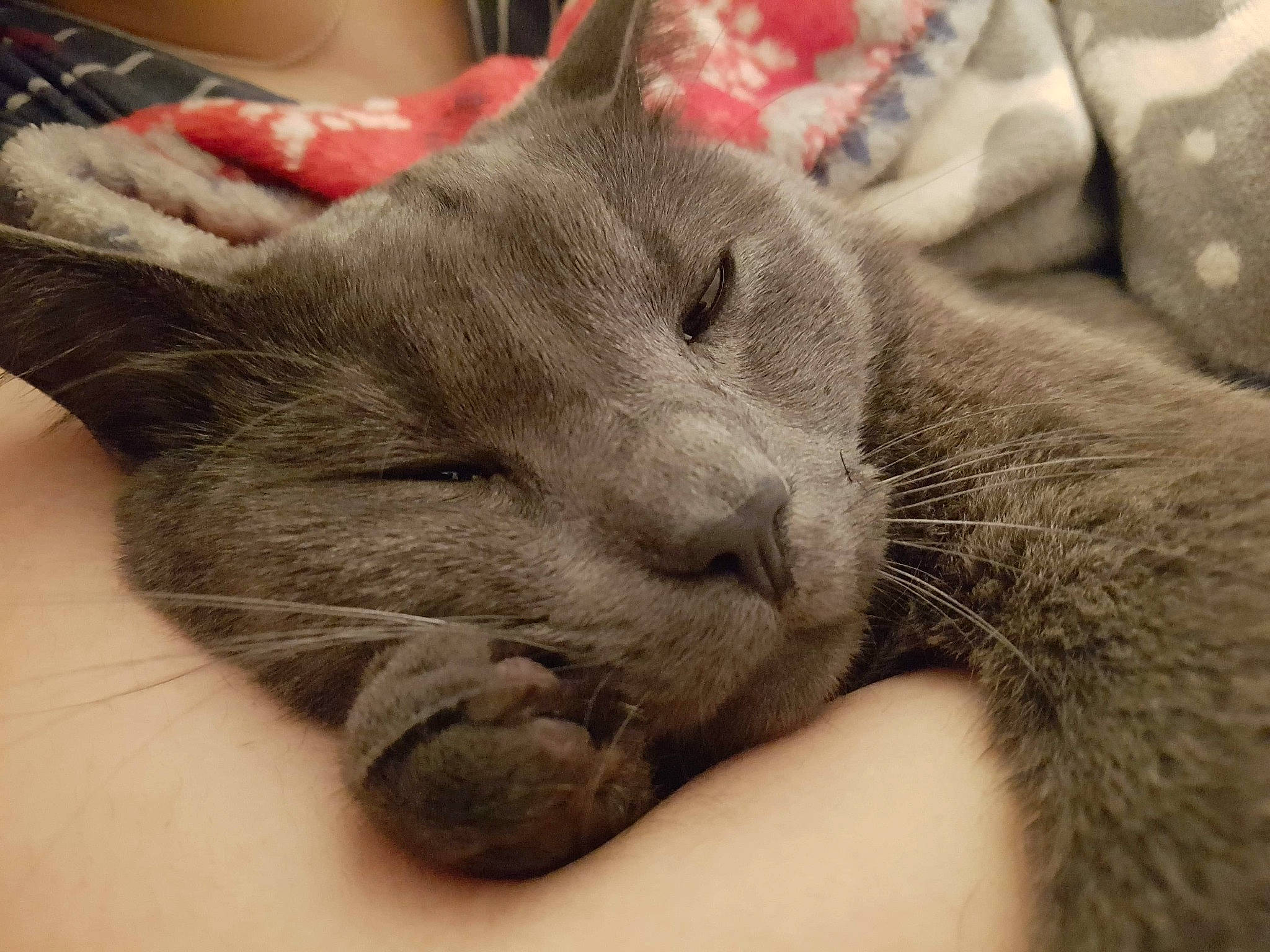 Charlie joined the competition — help win amazing prizes! carnivore, cat, claw, close_up, comfort, domestic_short_haired_cat, ear, felidae, fur, grey, nap, paw, russian_blue, small_to_medium_sized_cats, snout, terrestrial_animal, whiskers