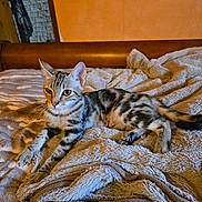 Amazone participe au concours pour gagner de l'argent avec cette photo : animal, bed, blanket, cat, cozy, cute, domestic, ears, feline, fur, indoor, paws, pet, relaxed, resting, soft, striped, tabby, whiskers, wooden_furniture
