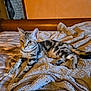 animal, bed, blanket, cat, cozy, cute, domestic, ears, feline, fur, indoor, paws, pet, relaxed, resting, soft, striped, tabby, whiskers, wooden_furniture
