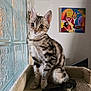 Amazone a rejoint le concours — aidez-le/la à gagner de superbes lots ! animal, cat, colorful_art, cozy, curious, domestic, ears, feline, glass_blocks, indoor, kitten, painting, perch, pet, soft, tabby, tail, whiskers, window, young