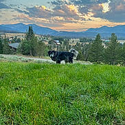 Little Miss is registered to the contest to win money with this photo: dog, grass, field, mountains, sunset, clouds, nature, outdoor, sky, trees, rural, scenic, landscape, animal, pet, canine, greenery, hill, pasture, peaceful