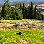 Little Miss is registered to the contest to win money with this photo: dog, grass, meadow, trees, mountains, outdoor, nature, sky, clouds, sunlight, field, wildlife, scenery, forest, landscape, animal, canine, peaceful, greenery, pasture