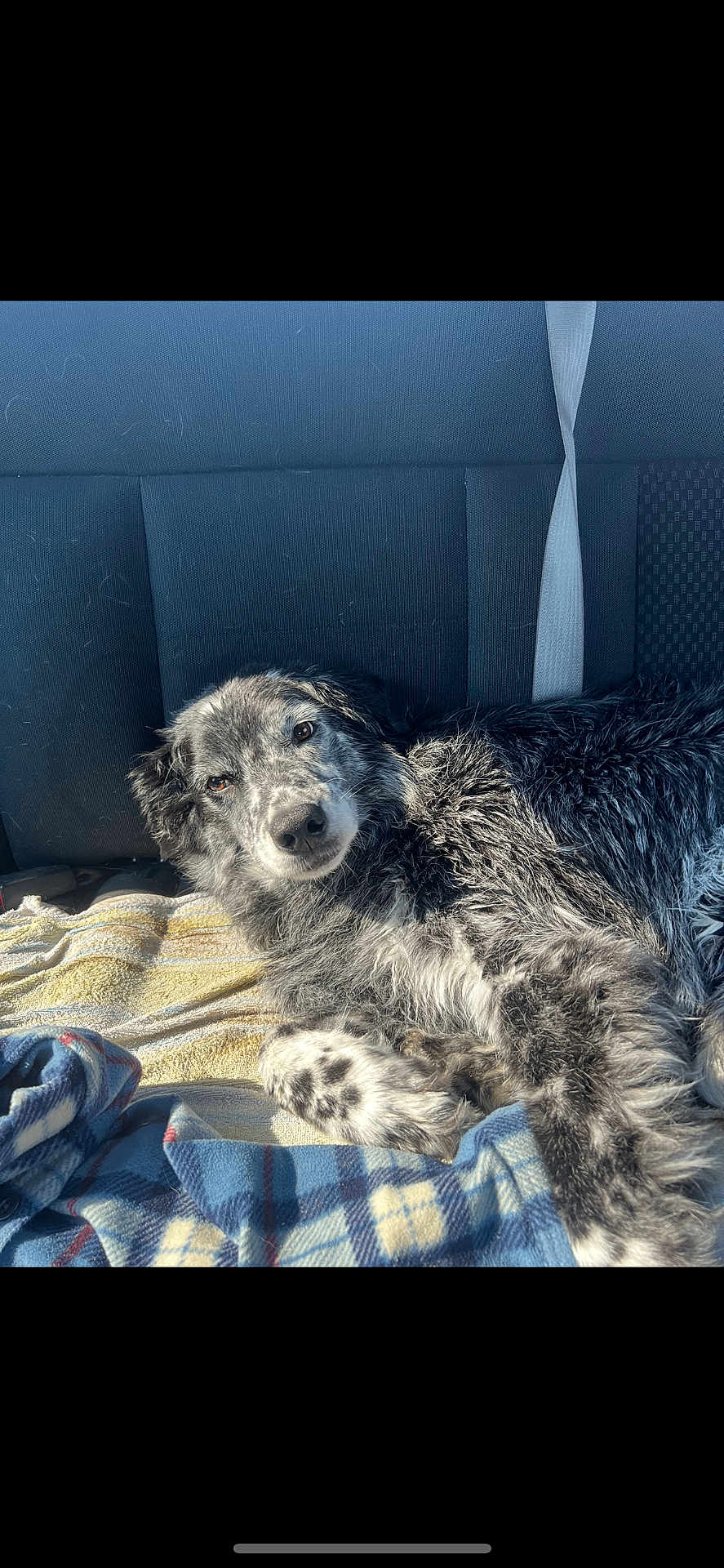 Little Miss joined the competition — help win amazing prizes! dog, car_interior, blanket, seatbelt, sunlight, relaxed, pet, furry, black_and_white, speckled, lying_down, backseat, cozy, domestic_animal, companion, animal, resting, portrait, comfortable, indoor