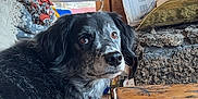 Little Miss joined the competition — help win amazing prizes! dog, indoor, pet, black_and_white, furry, brown_eyes, looking_back, wooden_table, stone_fireplace, cozy, blanket, carpet, home, furniture, window, decor, relaxed, animal, companion, portrait