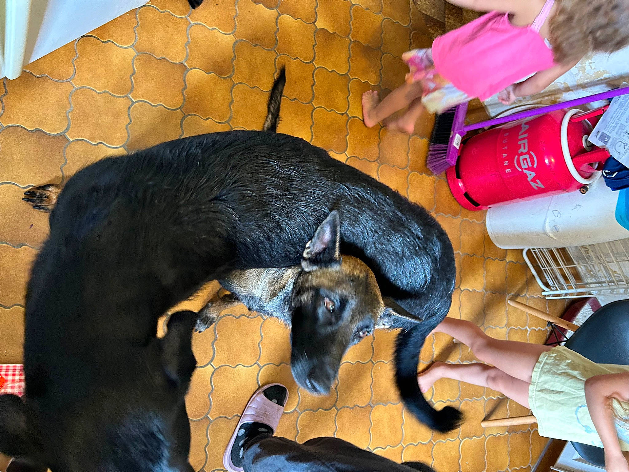 Eden participe au concours pour gagner de l'argent avec cette photo : carnivore, claw, comfort, companion_dog, dog_breed, domestic_short_haired_cat, felidae, flooring, fun, fur, goats, guard_dog, mammal, small_to_medium_sized_cats, snout, sporting_group, tail, terrestrial_animal, vertebrate, working_animal