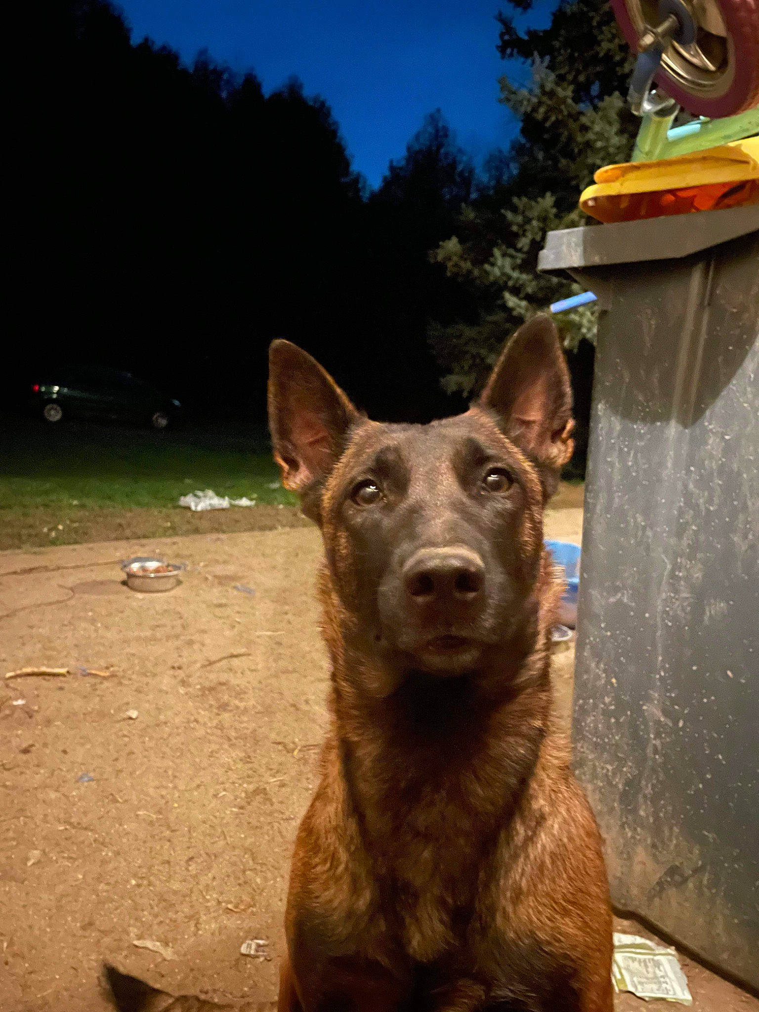 Eden a rejoint le concours — aidez-le/la à gagner de superbes lots ! canidae, carnivore, dog, dog_breed, east_european_shepherd, eye, fawn, guard_dog, herding_dog, liver, plant, sky, snout, sporting_group, tail, terrestrial_animal, tree, window, working_animal, working_dog