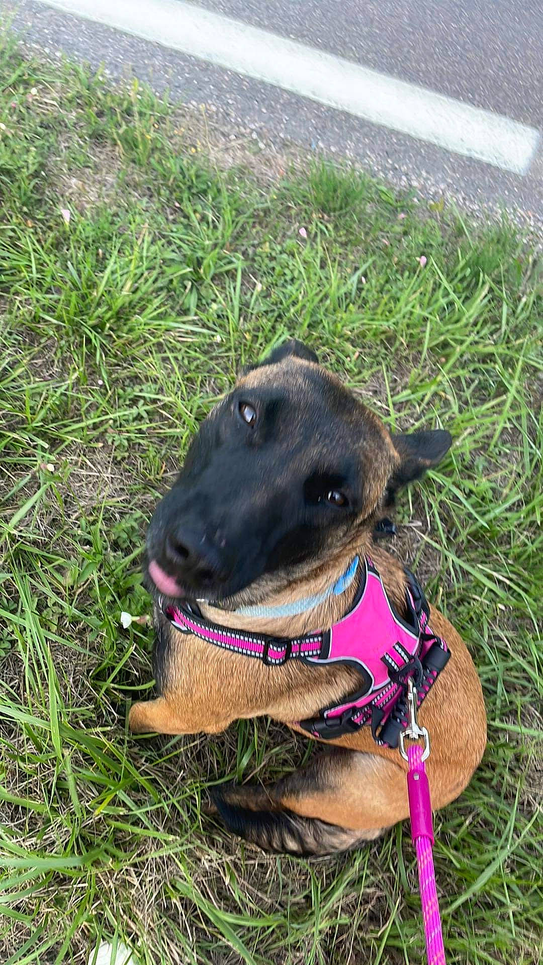 Eden participe au concours pour gagner de l'argent avec cette photo : canidae, carnivore, collar, companion_dog, dog, dog_breed, dog_collar, dog_supply, electric_blue, fashion_accessory, fawn, grass, leash, liver, pet_supply, rampur_greyhound, snout, sporting_group, terrestrial_animal, working_animal