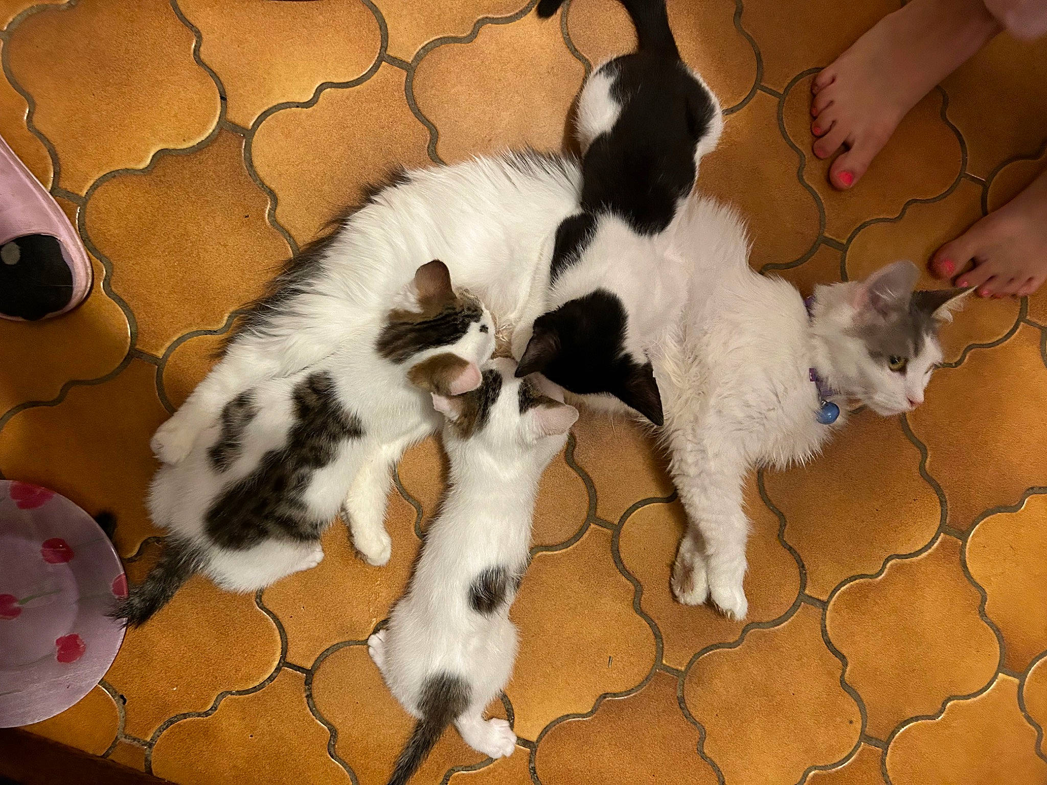 Jenny participe au concours pour gagner de l'argent avec cette photo : canidae, carnivore, cat, claw, comfort, companion_dog, dog_breed, domestic_short_haired_cat, fawn, felidae, flooring, fur, paw, small_to_medium_sized_cats, snout, sporting_group, tail, terrestrial_animal, whiskers