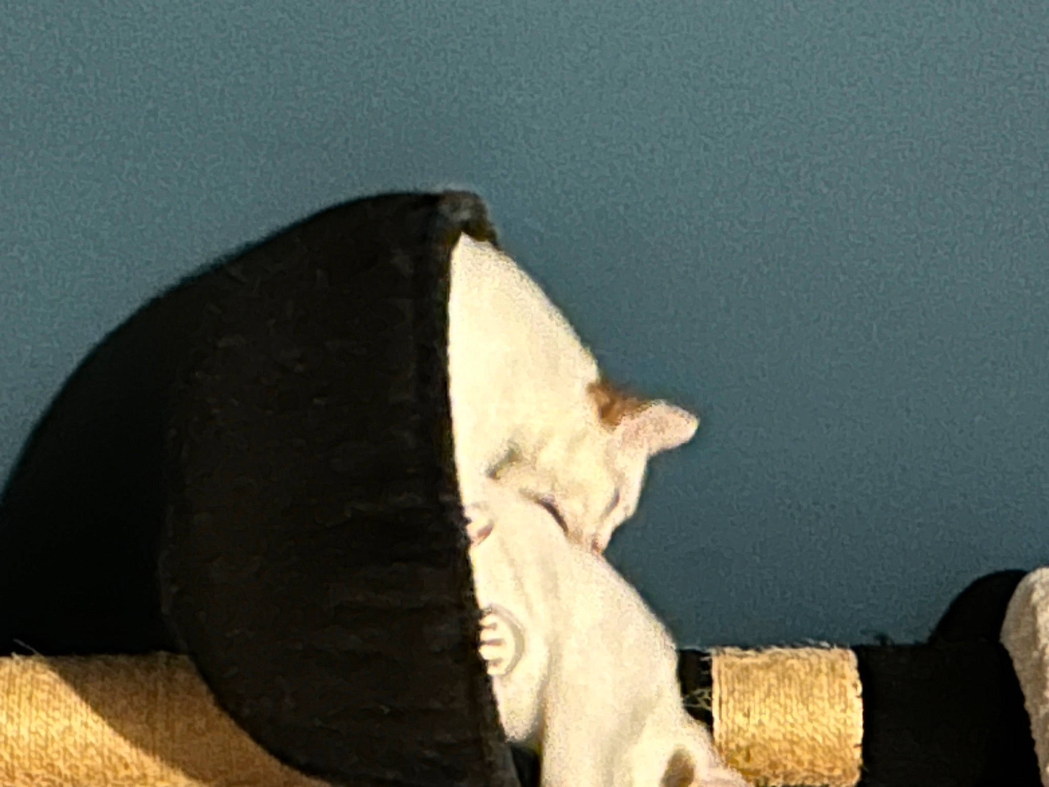 Angel a rejoint le concours — aidez-le/la à gagner de superbes lots ! carnivore, cat, comfort, dog_breed, domestic_short_haired_cat, eye, felidae, fur, gesture, linens, mammal, paw, small_to_medium_sized_cats, snout, sporting_group, tail, terrestrial_animal, vertebrate, whiskers, wood