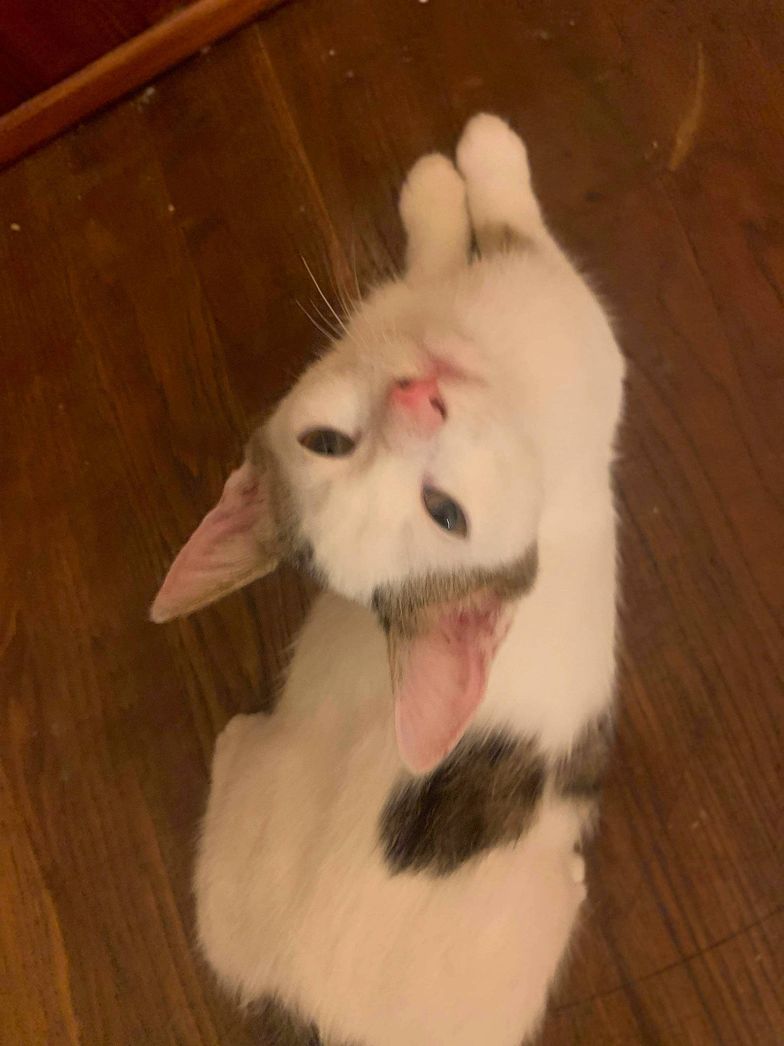 Angel participe au concours pour gagner de l'argent avec cette photo : carnivore, cat, dog_breed, domestic_short_haired_cat, fang, felidae, flooring, foot, fur, hardwood, paw, plank, small_to_medium_sized_cats, snout, tail, varnish, whiskers, wood, wood_flooring, wood_stain