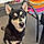 Hatchi