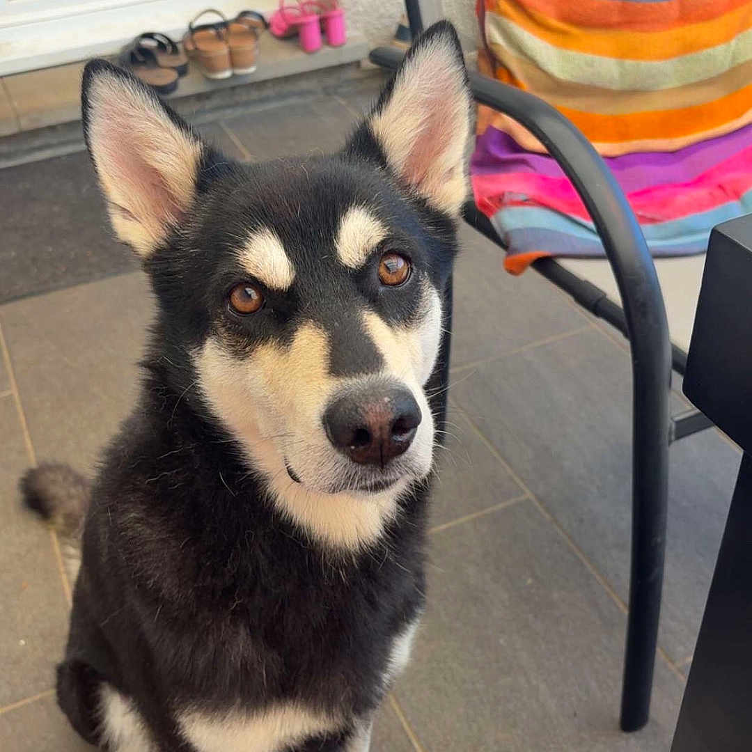 Hatchi a rejoint le concours — aidez-le/la à gagner de superbes lots ! dog, pet, animal, black_and_white, sitting, ears_up, outdoor, patio, tile_floor, chair, colorful_towel, shoes, door, window, fur, alert, domestic_animal, looking_up, sunlight, resting