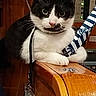 cat, tuxedo_cat, pet, animal, portrait, sitting, wooden_cabinet, wood, recording_studio, audio_equipment, control_panel, striped_strap, black_and_white, whiskers, green_light, indoor, close_up, alert, looking_at_camera, funny_expression