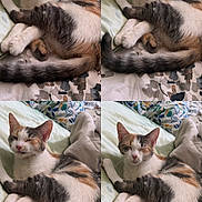 Mika is registered to the contest to win money with this photo: cat, calico, pet, bed, blanket, yawning, sleepy, cute, feline, fur, paw, tail, resting, domestic_animal, cozy, indoor, animal, cute_expression, relaxed, comfy