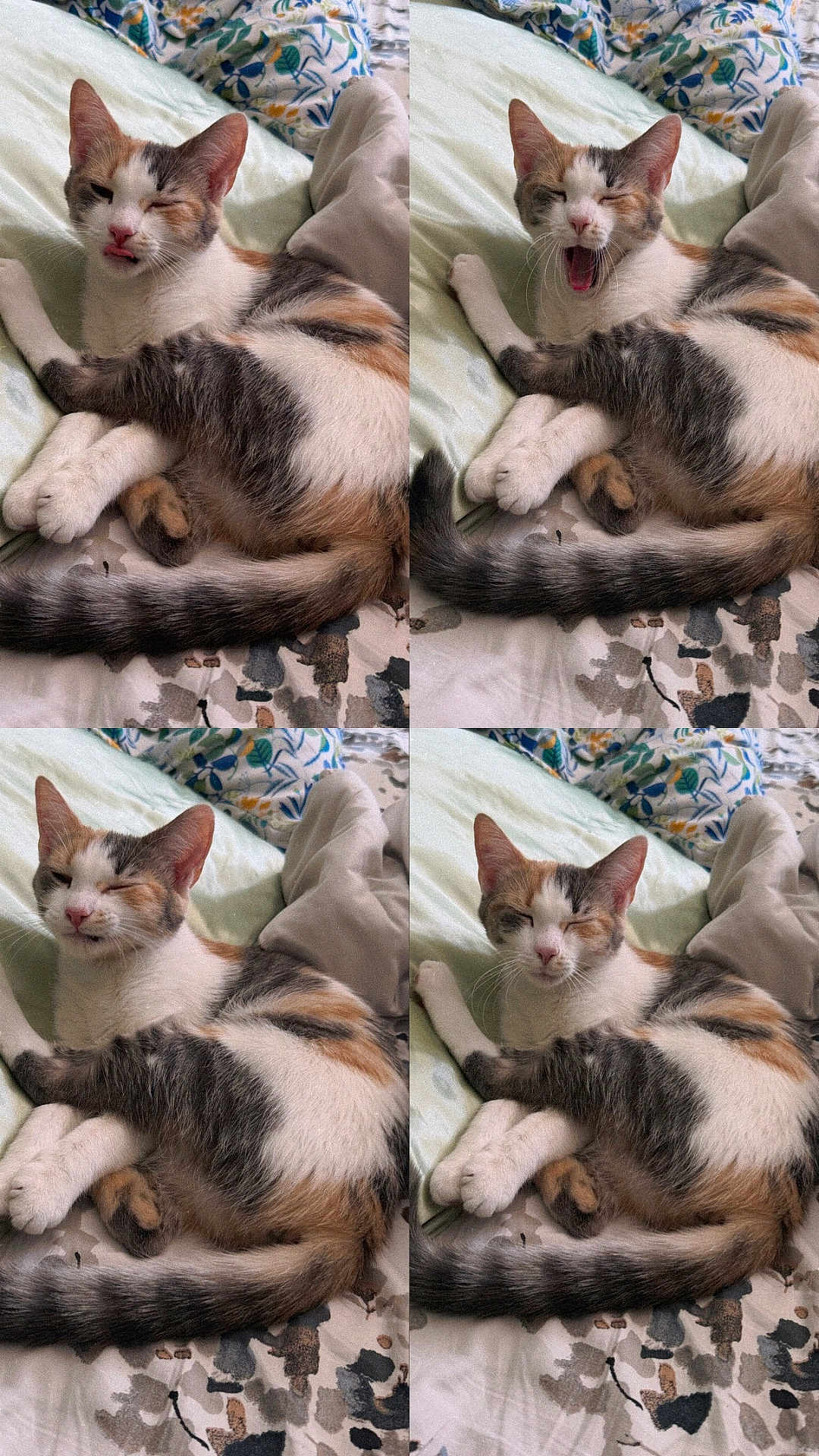 Mika is registered to the contest to win money with this photo: cat, calico, pet, bed, blanket, yawning, sleepy, cute, feline, fur, paw, tail, resting, domestic_animal, cozy, indoor, animal, cute_expression, relaxed, comfy