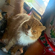 Symba is registered to the contest to win money with this photo: cat, orange_cat, white_cat, fluffy, long-haired, pet, feline, animal, sitting, lounging, indoors, window, sunlight, portrait, whiskers, ears, tail, fur, relaxed, home