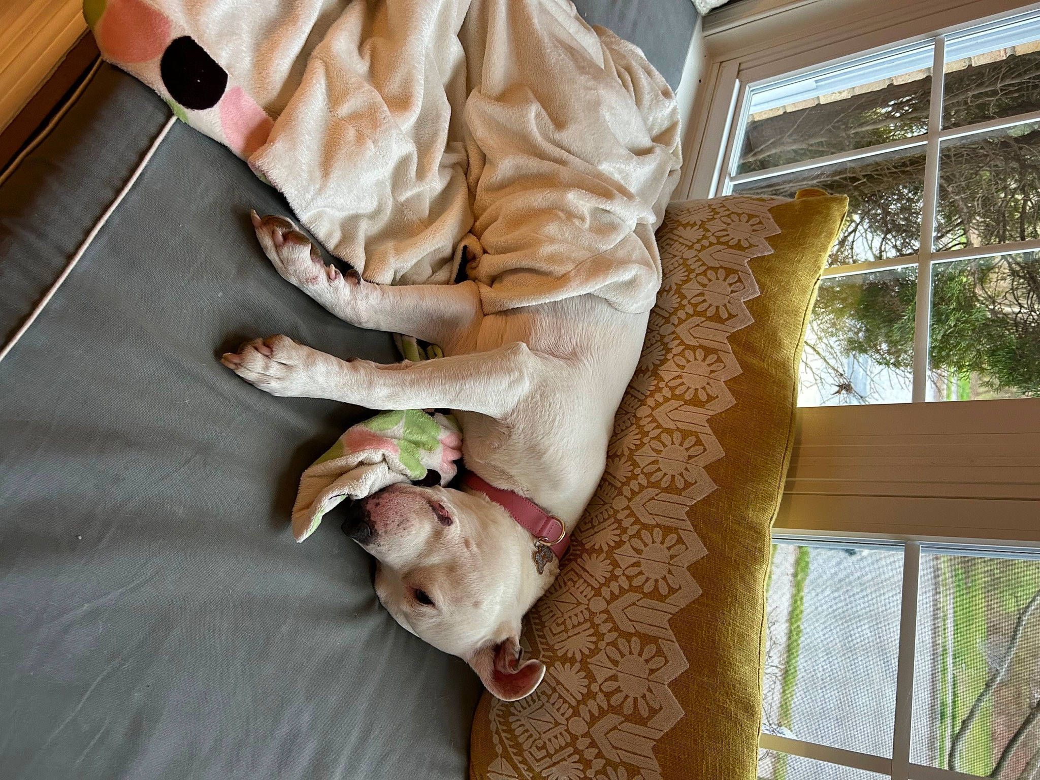 Meadow is registered to the contest to win money with this photo: comfort, companion_dog, couch, flesh, flooring, fur, hardwood, human_leg, knee, linens, pattern, peach, plant, room, sleeve, t_shirt, thigh, tree, window, wood