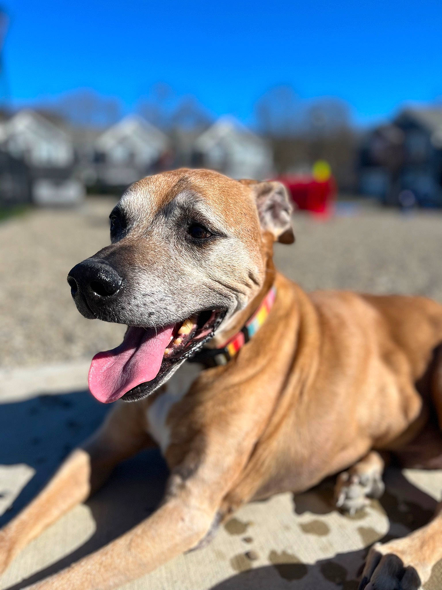 Max joined the competition — help win amazing prizes! canidae, carnivore, collar, companion_dog, dog, dog_breed, dog_collar, dog_supply, fawn, guard_dog, landscape, leash, non_sporting_group, pet_supply, sky, snout, sporting_group, working_dog, wrinkle