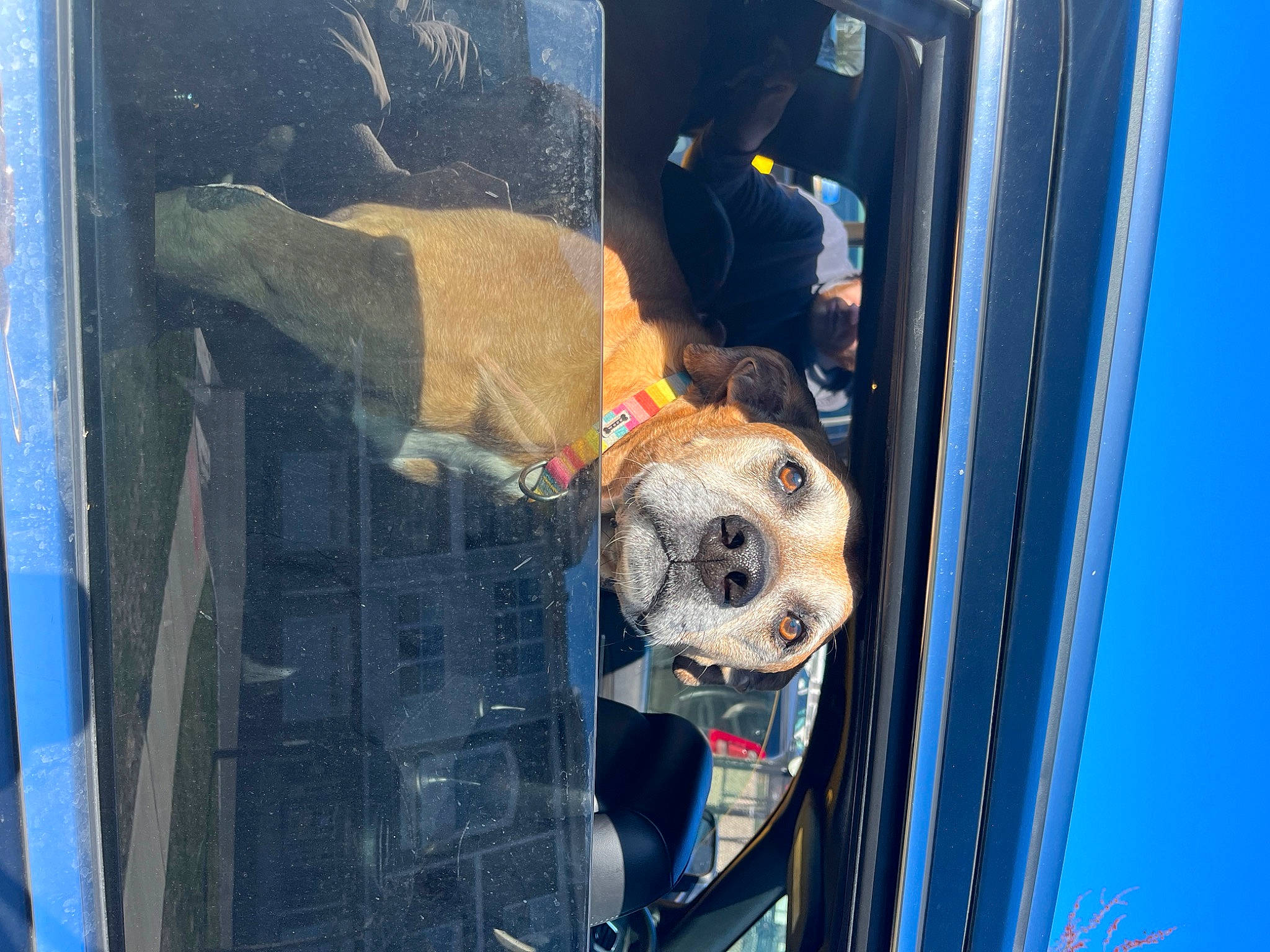 Max is registered to the contest to win money with this photo: art, auto_part, automotive_design, automotive_exterior, automotive_lighting, automotive_tail_brake_light, blue, carnivore, dog, door, door_handle, electric_blue, fixture, gas, glass, hood, motor_vehicle, vehicle, vehicle_door, window