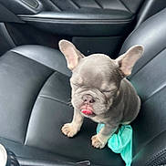 Paw Tyson is registered to the contest to win money with this photo: adorable, animal, black_leather, canine, car_door, car_interior, cute, dog, french_bulldog, leather_seat, pet, pet_in_car, puppy, seat, sitting, sleepy, small_dog, tongue_out, vehicle, young_dog
