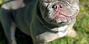 Paw Tyson is registered to the contest to win money with this photo: adorable, animal, canine, closeup, cute, daylight, dog, ears, face, french_bulldog, grass, happy, muzzle, nature, outdoor, pet, puppy, smiling, sunlight, young
