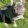 adorable, animal, canine, closeup, cute, daylight, dog, ears, face, french_bulldog, grass, happy, muzzle, nature, outdoor, pet, puppy, smiling, sunlight, young