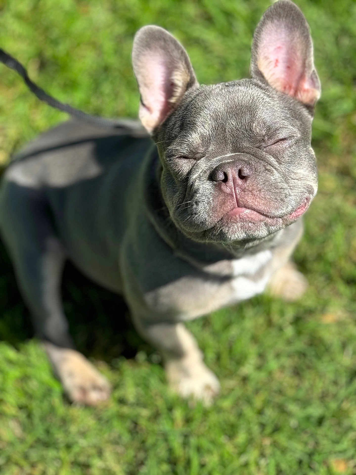 Paw Tyson
