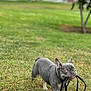 Paw Tyson joined the competition — help win amazing prizes! animal, canine, cute, dog, ears_up, field, french_bulldog, fun, grass, greenery, leash, nature, outdoor, pet, playful, small_dog, tongue_hidden, walking, wide_eyes, young_dog