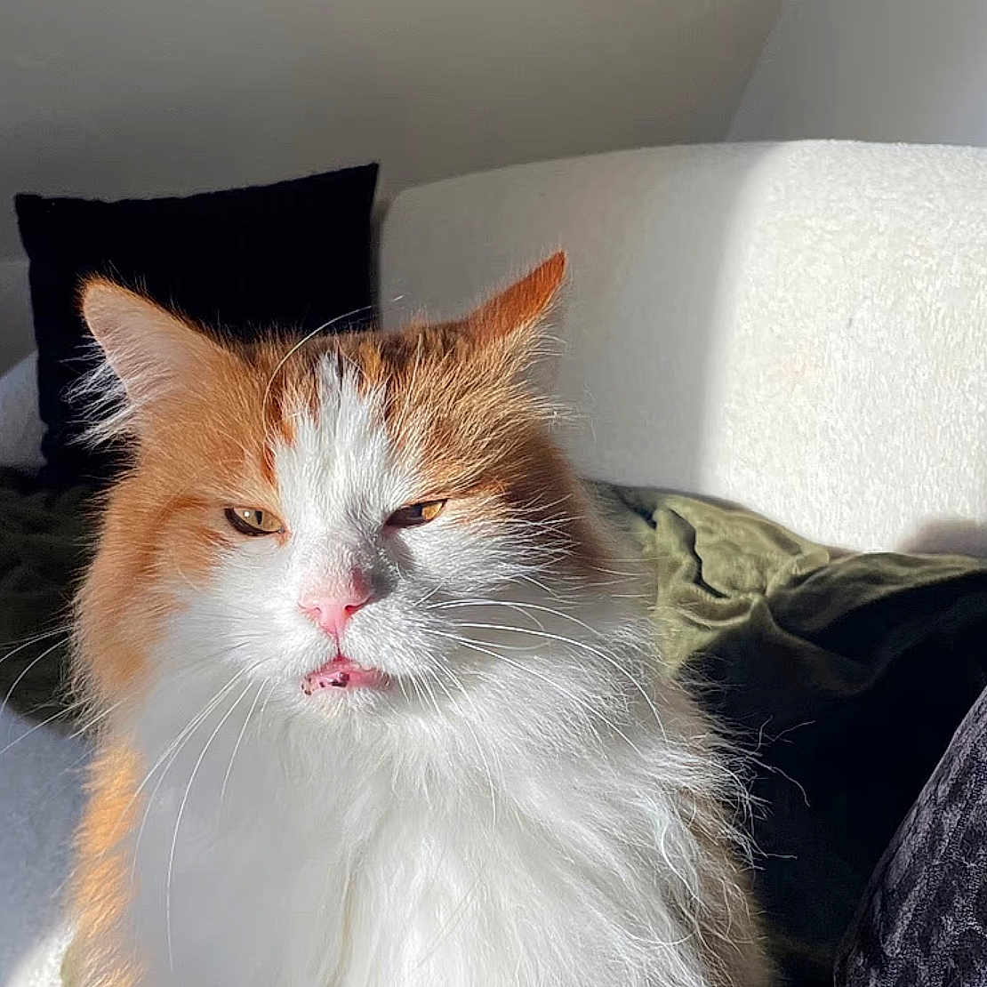 Caramel a rejoint le concours — aidez-le/la à gagner de superbes lots ! angora, animal, blanket, cat, couch, cushion, furniture, hardwood, homedecor, indoors, interiordesign, kitten, manx, person, pet, pillow, sleeping, snout, stainedwood, wood