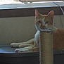 Clementine is registered to the contest to win money with this photo: animal, cat, closeup, curious, domestic, feline, fur, indoor, light, mesh_screen, orange_cat, paws, pet, quiet, relaxed, resting, scratching_post, shadow, whiskers, window