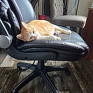 Clementine is registered to the contest to win money with this photo: animal, background, cat, cozy, daylight, domestic, floor, furniture, home, indoor, leather_chair, light, office_chair, orange_cat, pet, relaxed, resting, seat, white_cat, wood_floor