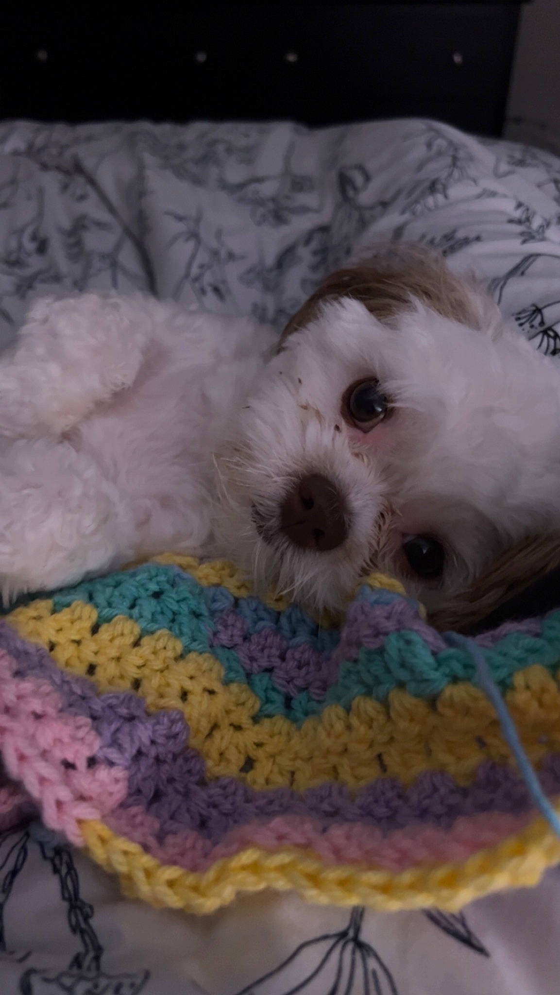 Annie is registered to the contest to win money with this photo: canidae, carnivore, companion_dog, dog, dog_breed, dog_supply, fur, maltepoo, pattern, poodle, poodle_crossbreed, puppy, puppy_love, shih_poo, small_terrier, snout, sporting_group, terrier, toy, toy_dog