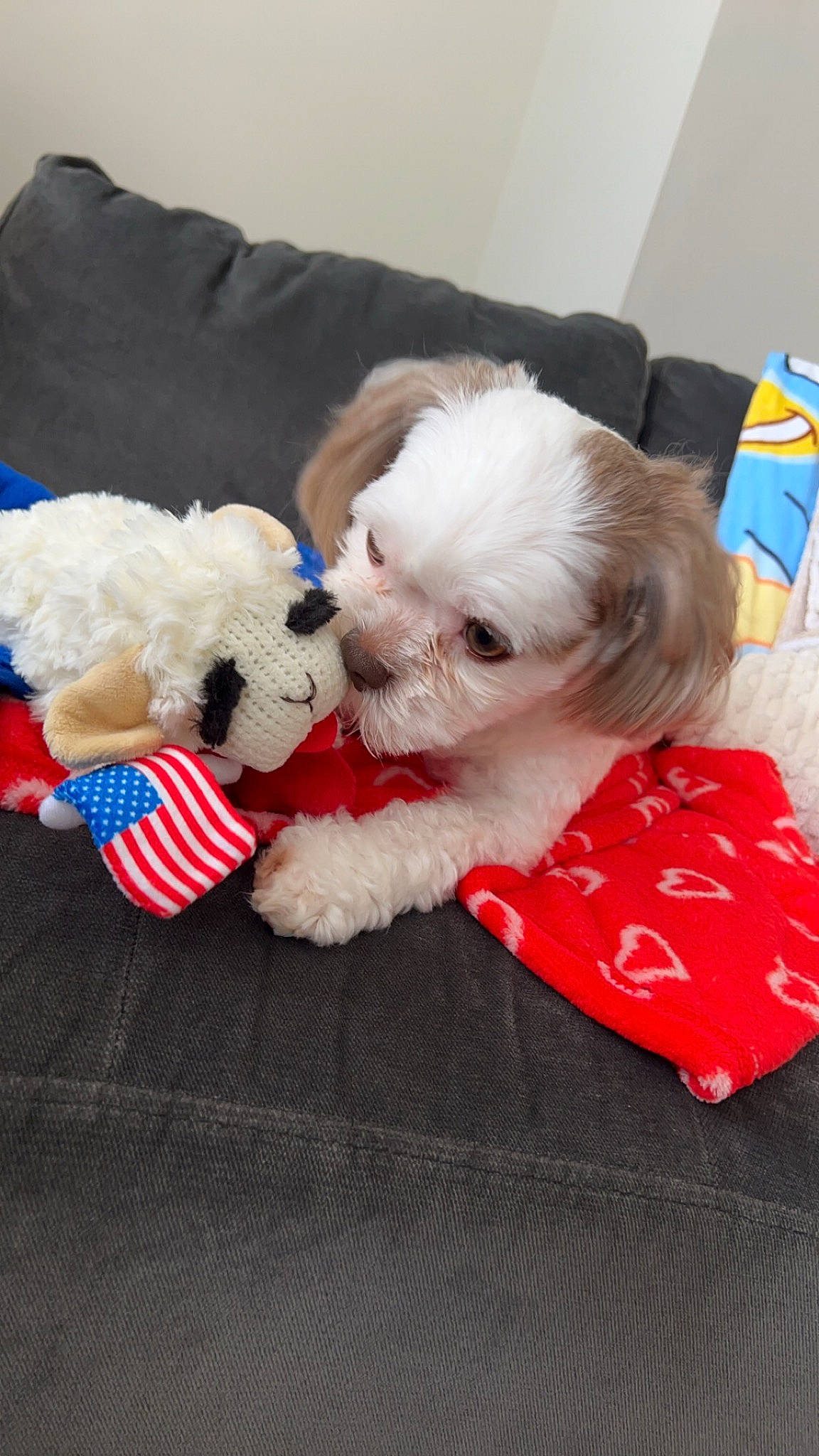 Annie is registered to the contest to win money with this photo: canidae, carmine, carnivore, christmas, collar, companion_dog, dog, dog_breed, dog_clothes, dog_collar, dog_supply, fur, maltepoo, pet_supply, santa_claus, small_terrier, sporting_group, terrier, toy_dog, working_animal