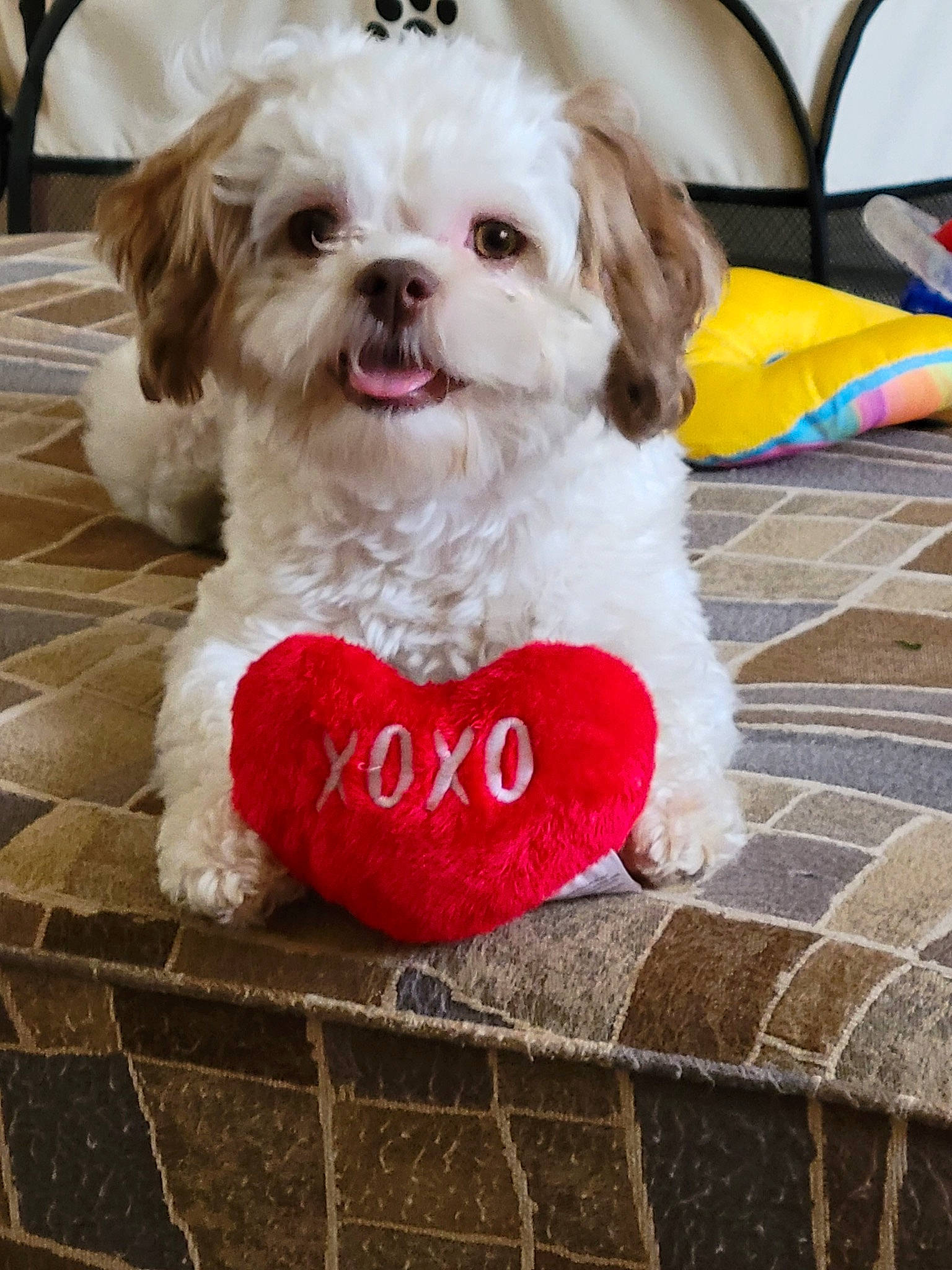 Annie joined the competition — help win amazing prizes! carnivore, collar, companion_dog, dog, dog_breed, dog_clothes, dog_collar, dog_supply, fawn, firefighter, flooring, fur, liver, pet_supply, small_terrier, sporting_group, terrier, toy_dog, umbrella, working_animal