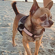 Phantom participe au concours pour gagner de l'argent avec cette photo : dog, small_dog, beach, sand, harness, sunset, water, outdoor, pet, animal, canine, tail, paw, fur, nature, walking, sunlight, people, background, shore