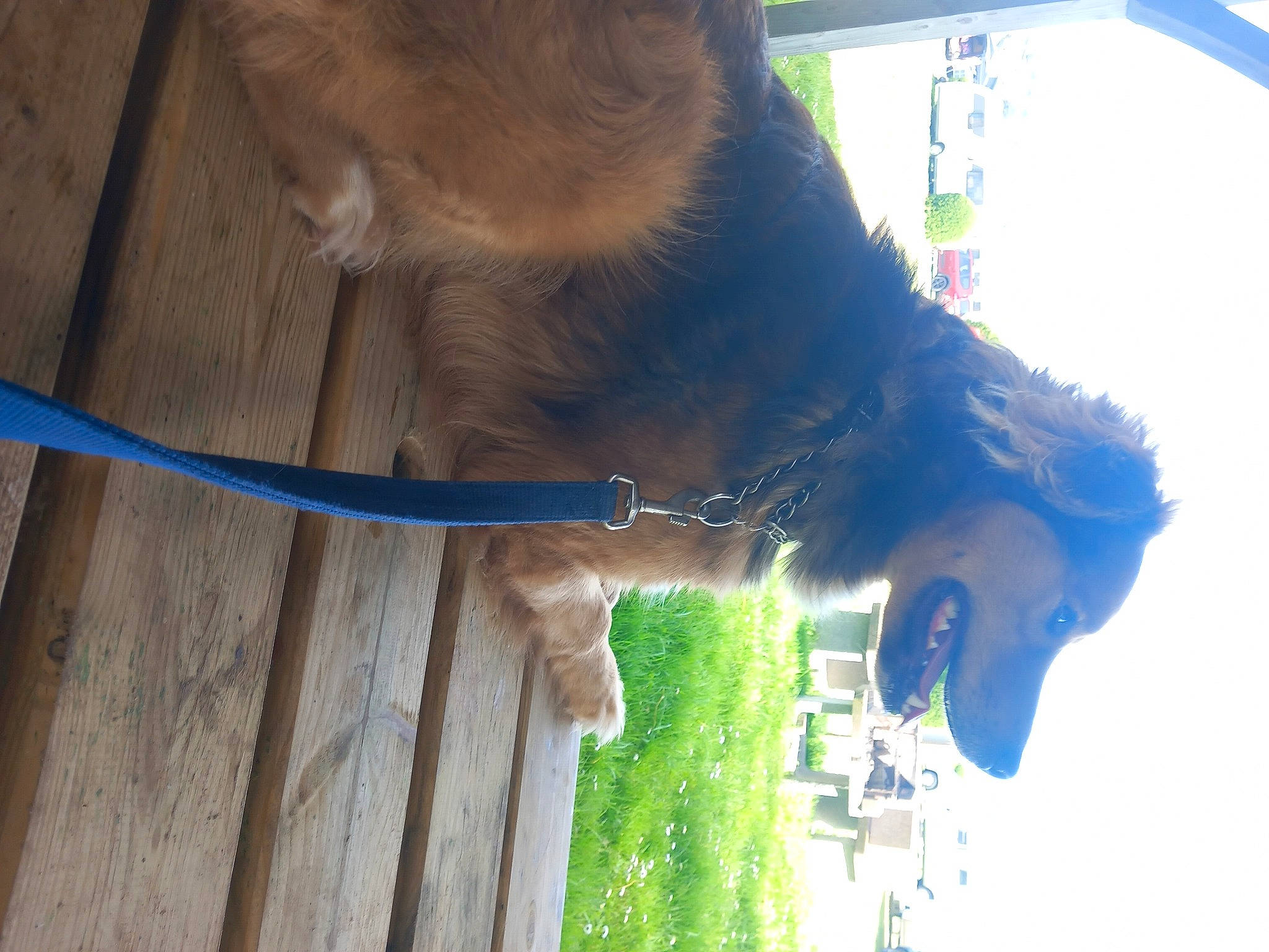 Plouf a rejoint le concours — aidez-le/la à gagner de superbes lots ! canidae, carnivore, collar, dog_breed, electric_blue, fawn, felidae, fur, liver, plant, sky, small_to_medium_sized_cats, snout, sporting_group, tail, water, whiskers, window, wood, working_animal