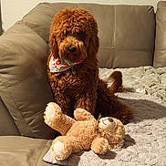 Nami is registered to the contest to win money with this photo: animal, bandana, blanket, brown_dog, companion, couch, cozy, curly_fur, cute, dog, furniture, home, indoor, leather_couch, pet, plush_toy, relaxing, sitting, soft_toy, teddy_bear