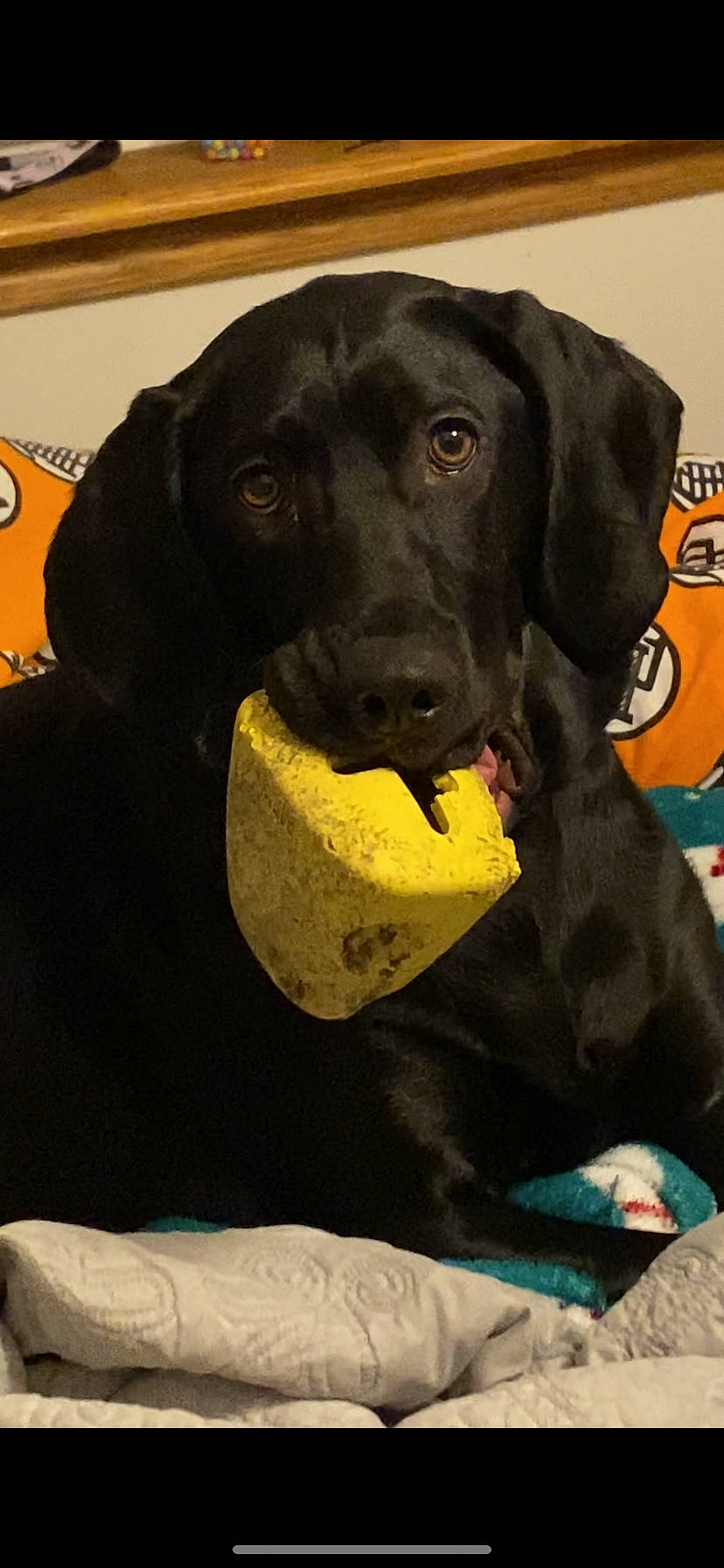 Jupiter joined the competition — help win amazing prizes! borador, canidae, carnivore, collar, comfort, companion_dog, dog, dog_breed, dog_collar, dog_supply, electric_blue, fur, gun_dog, hunting_dog, pet_supply, sleeve, snout, sporting_group, working_animal, working_dog